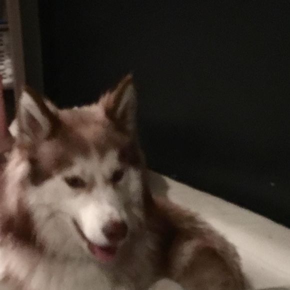 Meet your Posher, Siku - Picture 1 of 1